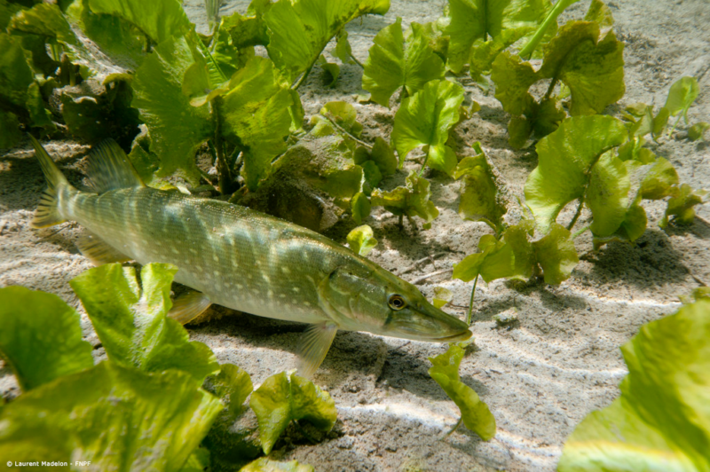 Etude Comportementale Du Brochet Sur Le Bassin De La Seine L